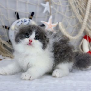 Mèo Anh lông ngắn màu blue golden mã BZI6468