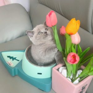 Mèo Anh lông ngắn chân lùn màu tam thể mã GBN1192