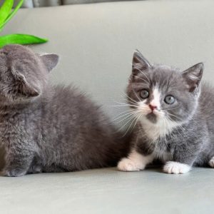 Mèo Anh lông ngắn màu lilac mã VFG8904