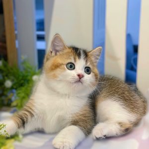 Mèo Anh lông ngắn màu xám xanh mã LKT5693