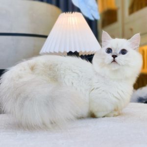 Mèo Anh lông ngắn chân lùn màu xám xanh mã UYE2381