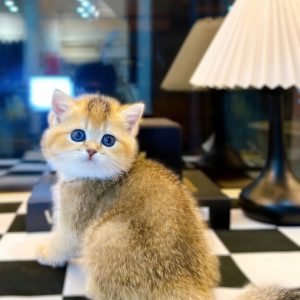 Mèo Anh lông ngắn chân lùn màu xám xanh mã XQU9240