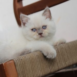 Mèo Anh lông ngắn chân lùn màu xám xanh mã JVL8753