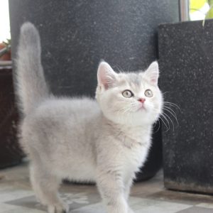 Mèo Anh lông ngắn chân lùn màu xám xanh mã IWT0638