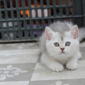 Mèo Anh lông ngắn màu xám xanh mã NPL4827