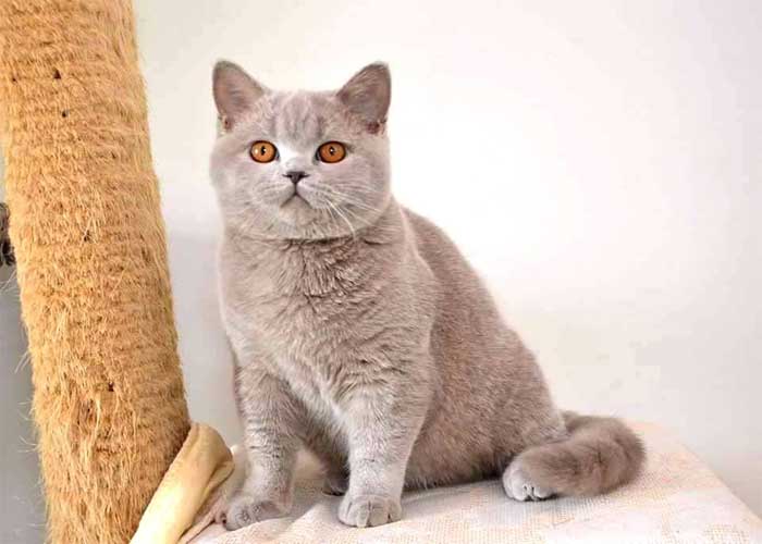 Mèo Anh lông ngắn màu Lilac, đặc điểm và giá bán 9 Phối giống mèo Anh lông ngắn và những điều quan trọng cần lưu ý