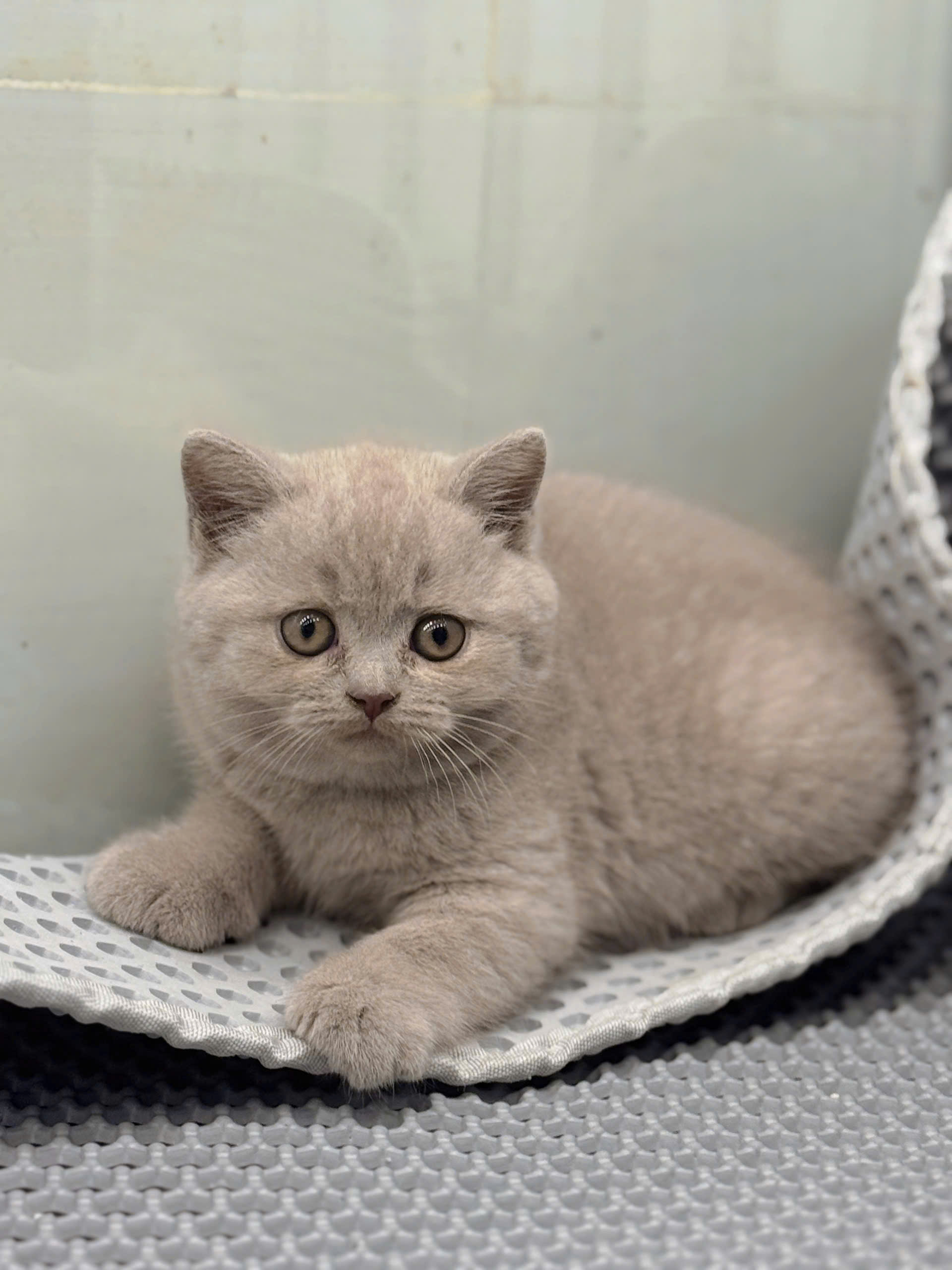 Mèo Anh lông ngắn màu Lilac, đặc điểm và giá bán 11 Mèo Anh lông ngắn màu lilac mã ALN3051 - Pet House - Cửa hàng thú cưng và phụ kiện