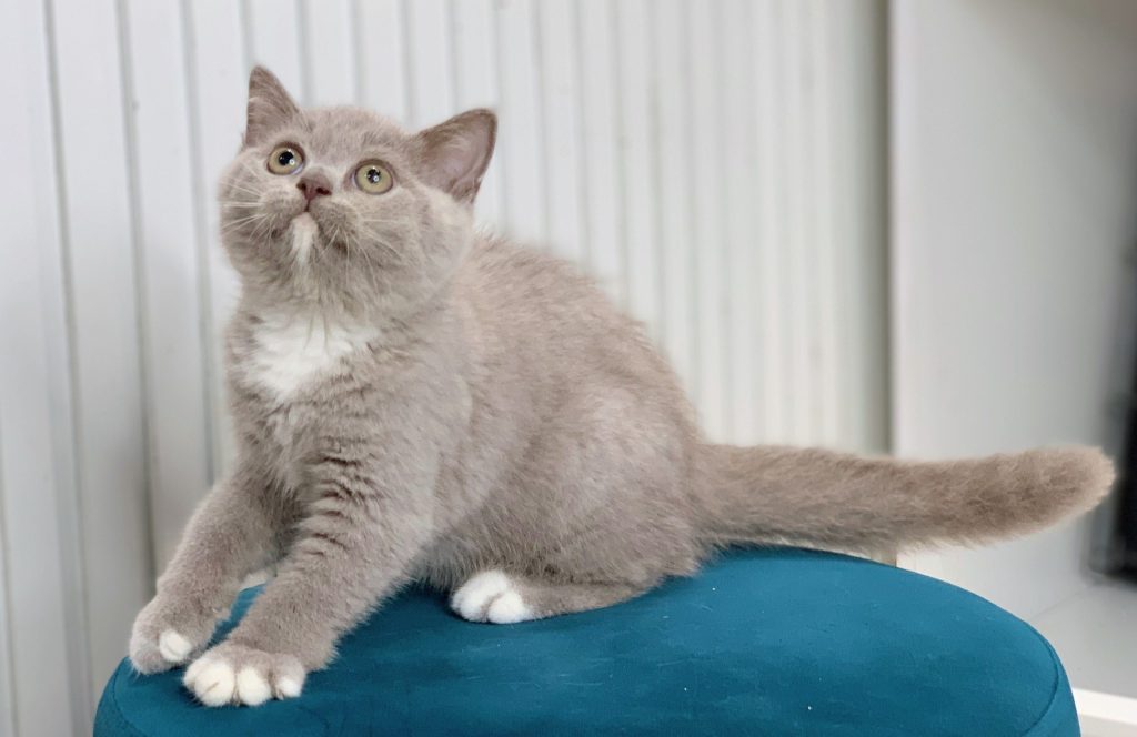 Mèo Anh lông ngắn màu Lilac, đặc điểm và giá bán 6 Mèo Anh lông ngắn Màu Lilac Mã AN30670 - Hệ thống shop thú cưng Uy tín nhất Việt Nam | Petnow