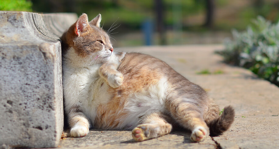 Mèo Anh mang thai bao lâu, dấu hiệu và cách chăm sóc 8 3 dấu hiệu mèo mang thai dễ nhận biết và lưu ý khi chăm sóc