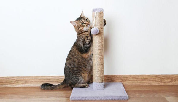 Mèo Anh ở một mình được bao lâu, giải đáp chi tiết 10 Top 10 Món Đồ Chơi Mèo Yêu Thích Nhất - Paddy – Paddy Pet Shop