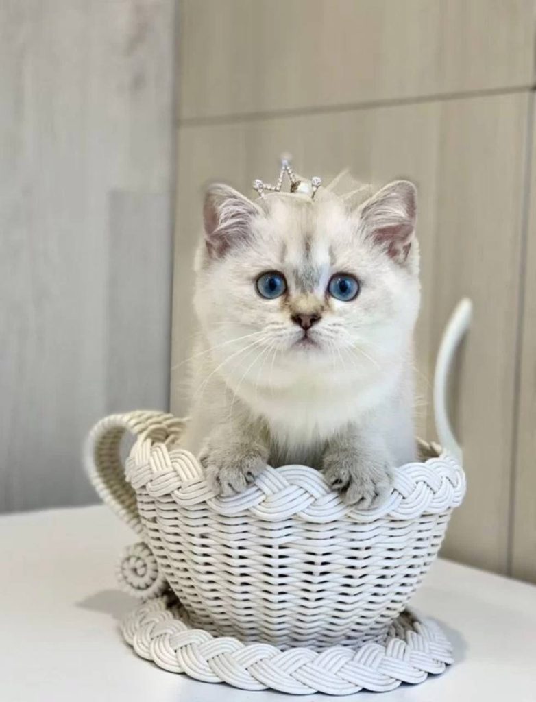 Mèo Anh ở một mình được bao lâu, giải đáp chi tiết 9 Bảng Giá Mèo Anh Lông Ngắn Chi Tiết, Cập Nhật 2024