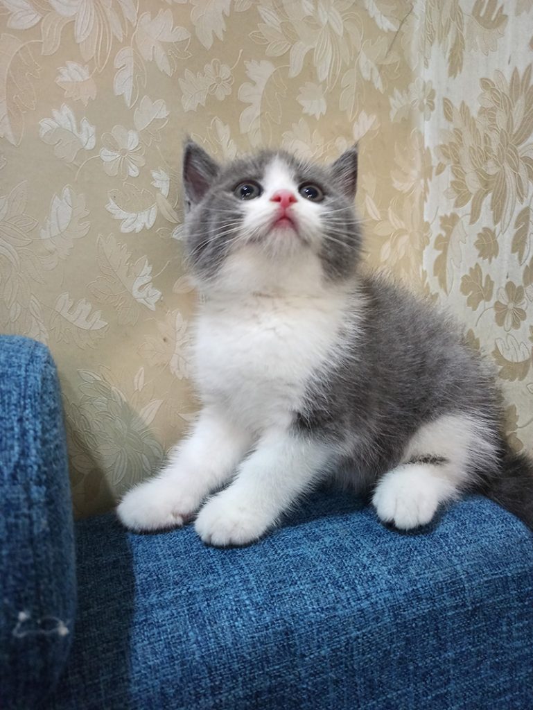 Mèo Anh ở một mình được bao lâu, giải đáp chi tiết 6 7 điều cần ghi nhớ khi nhớ khi nhận nuôi mèo con - PetCare