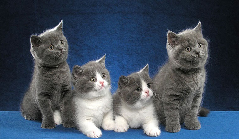 Mèo Anh có thân thiện với trẻ em không, giải đáp 6 Mèo Anh lông ngắn: Nguồn gốc, đặc điểm, cách nuôi, giá bán