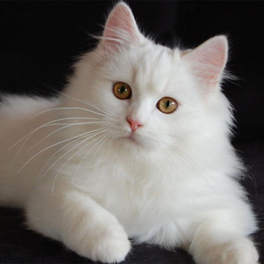 Nguồn gốc mèo Anh lông dài, lịch sử và đặc điểm 7 NHỮNG TIÊU CHÍ KHI MUA MÈO ANH LÔNG DÀI