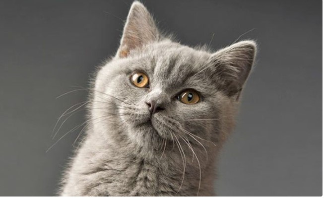 Phối giống mèo Anh, kinh nghiệm và chi phí 2025 8 Mèo Anh Lông Ngắn - Những Loại Mèo Anh Lông Ngắn Nổi Tiếng Nhất Hiện Nay - Báo Khuyến Nông