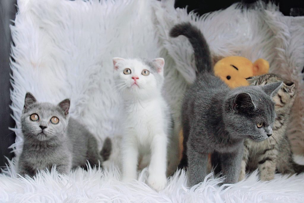 Phối giống mèo Anh, kinh nghiệm và chi phí 2025 6 Mèo Anh Lông Ngắn màu trắng xám mã ALN1518 - Pet House - Cửa hàng thú cưng và phụ kiện