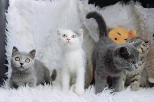 Mèo Anh Lông Ngắn màu trắng xám mã ALN1518 - Pet House - Cửa hàng thú cưng  và phụ kiện