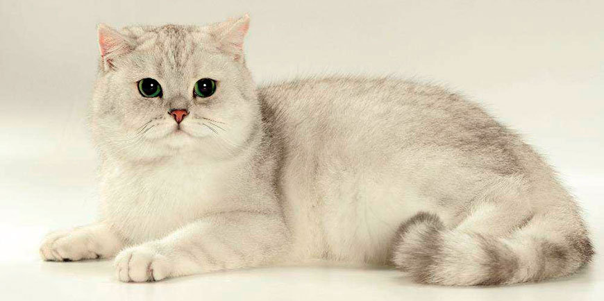 So sánh mèo Anh lông ngắn và lông dài, nên nuôi loại nào 9 Everything about the British Shorthair