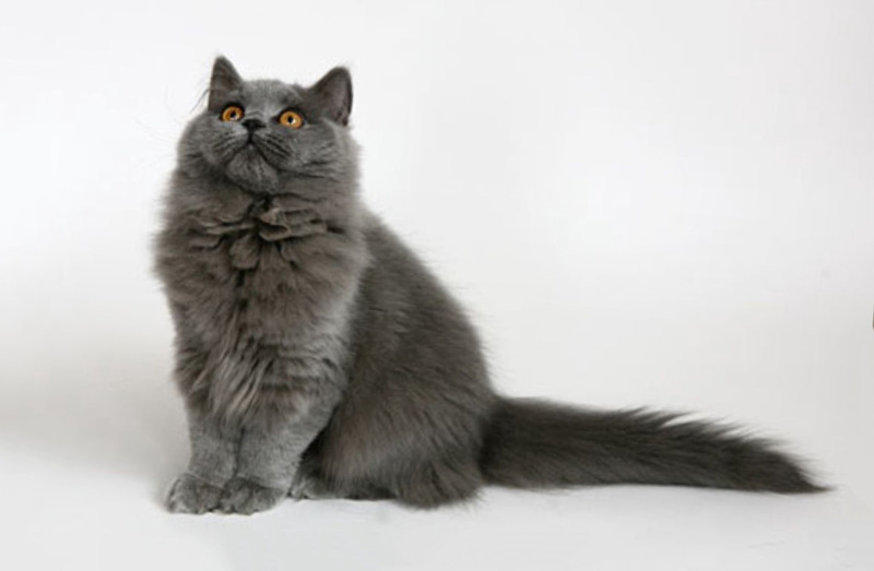 Tính cách mèo Anh lông dài, đặc điểm và cách chăm sóc 8 Kinh nghiệm chăm sóc Mèo Anh lông dài - PetCare