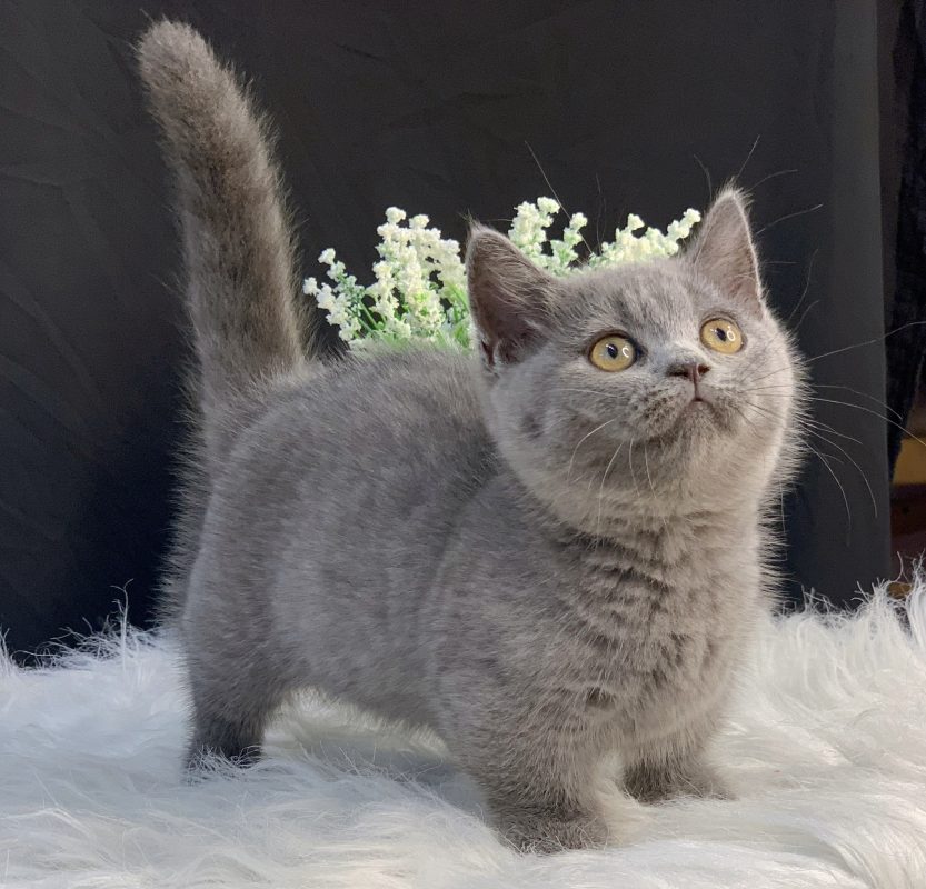 Tính cách mèo Anh lông ngắn thuần chủng và cách chăm sóc 8 Mèo anh lông ngắn - Pet House - Cửa hàng thú cưng và phụ kiện