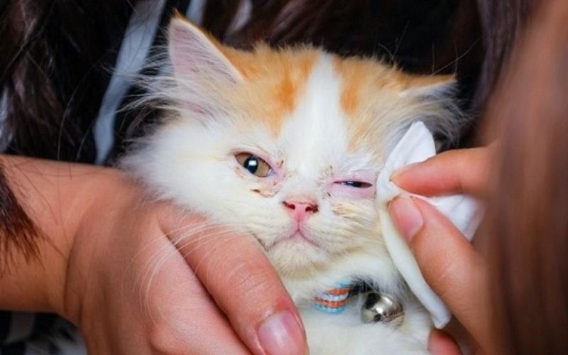 Hướng dẫn vệ sinh mắt tai mũi cho mèo Anh tại nhà 8 Mắt mèo chảy ghèn vàng có phải dấu hiệu viêm kết mạc không? Cách phòng ngừa - PE4U - Thương hiệu thú cưng sắp nổi tiếng