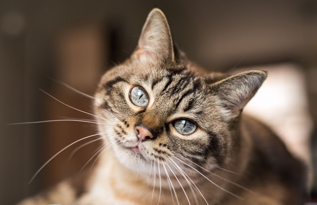 Hướng dẫn vệ sinh mắt tai mũi cho mèo Anh tại nhà 6 Top 6 Nguyên Nhân Khiến Mèo Bị Mù - Cách Chăm Sóc - Thichthucung.com