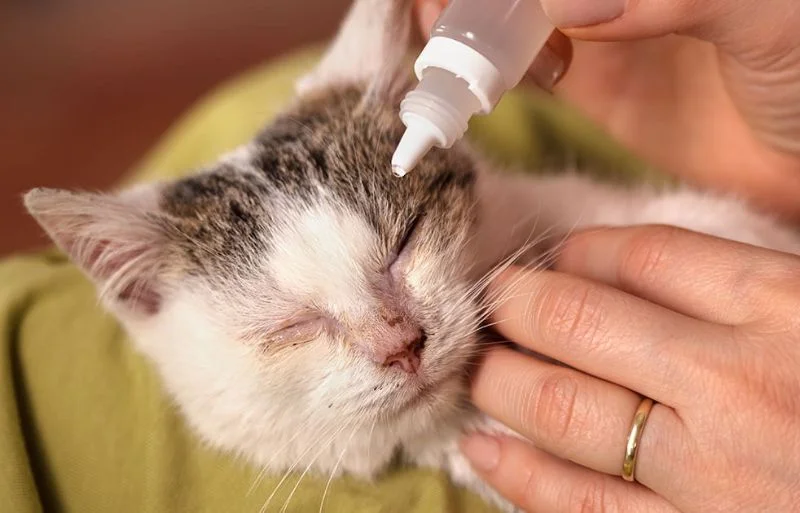 Hướng dẫn vệ sinh mắt tai mũi cho mèo Anh tại nhà 10 6 vấn đề về mắt thường gặp ở mèo